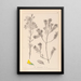 Herbier de la flore française Pl0188 - Louis Antoine Cusin — ingelijst kunstwerk aan de muur