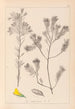 Herbier de la flore française Pl0188 - Louis Antoine Cusin — weergave van het kunstwerk
