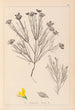 Herbier de la flore française Pl0189 - Louis Antoine Cusin — weergave van het kunstwerk