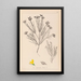 Herbier de la flore française Pl0189 - Louis Antoine Cusin — ingelijst kunstwerk aan de muur