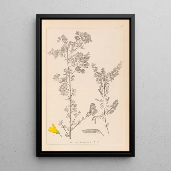 Louis Antoine Cusin - Herbier de la flore franaise Pl0190.webp