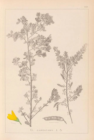 Louis Antoine Cusin - Herbier de la flore franaise Pl0190.webp