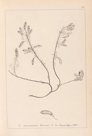 Louis Antoine Cusin - Herbier de la flore franaise Pl0195.webp