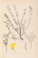 Herbier de la flore française Pl0196 - Louis Antoine Cusin — weergave van het kunstwerk