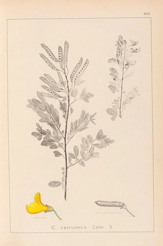Louis Antoine Cusin - Herbier de la flore franaise Pl0197.webp