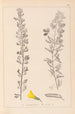 Herbier de la flore française Pl0198 - Louis Antoine Cusin — weergave van het kunstwerk
