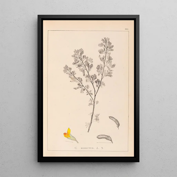 Louis Antoine Cusin - Herbier de la flore franaise Pl0199.webp