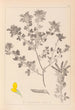 Herbier de la flore française Pl0200 - Louis Antoine Cusin — weergave van het kunstwerk