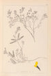 Herbier de la flore française Pl0201 - Louis Antoine Cusin — weergave van het kunstwerk
