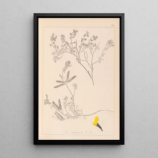 Louis Antoine Cusin - Herbier de la flore franaise Pl0201.webp