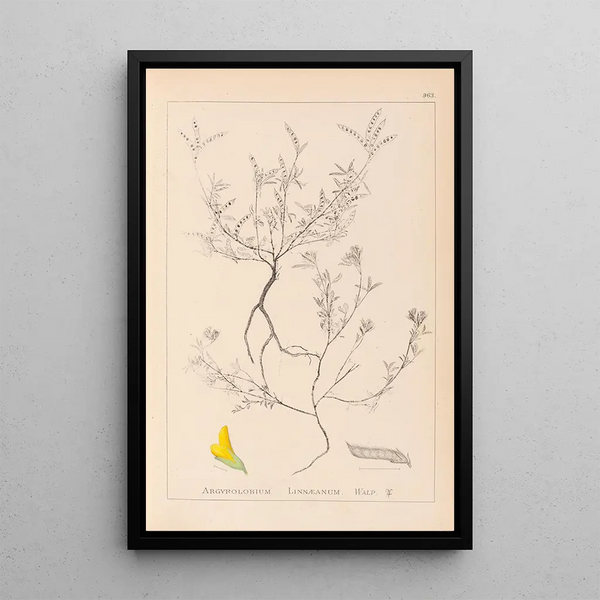 Louis Antoine Cusin - Herbier de la flore franaise Pl0202.webp