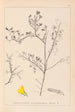 Herbier de la flore française Pl0203 - Louis Antoine Cusin — weergave van het kunstwerk