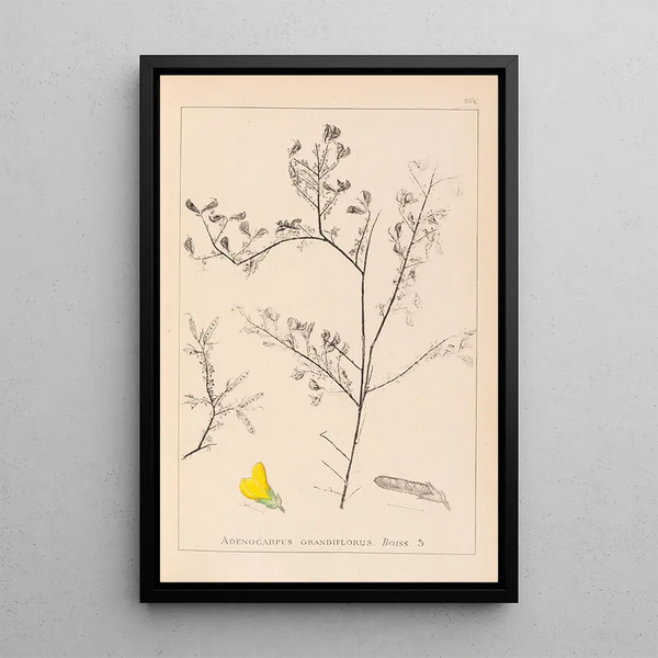 Louis Antoine Cusin - Herbier de la flore franaise Pl0203.webp