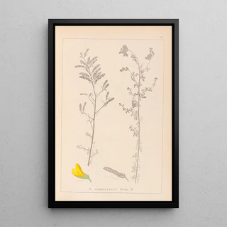 Louis Antoine Cusin - Herbier de la flore franaise Pl0204.webp