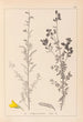 Herbier de la flore française Pl0205 - Louis Antoine Cusin — weergave van het kunstwerk