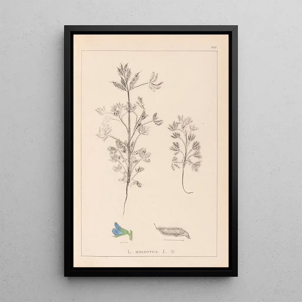 Louis Antoine Cusin - Herbier de la flore franaise Pl0207.webp