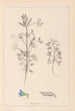 Herbier de la flore française Pl0207 - Louis Antoine Cusin — weergave van het kunstwerk