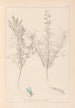 Herbier de la flore française Pl0208 - Louis Antoine Cusin — weergave van het kunstwerk