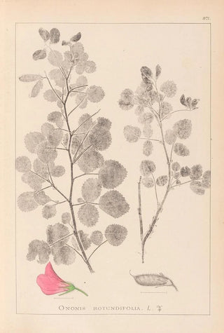 Louis Antoine Cusin - Herbier de la flore franaise Pl0210.webp