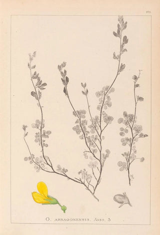 Louis Antoine Cusin - Herbier de la flore franaise Pl0212.webp