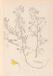 Herbier de la flore française Pl0213 - Louis Antoine Cusin — weergave van het kunstwerk