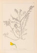 Herbier de la flore française Pl0214 - Louis Antoine Cusin — weergave van het kunstwerk