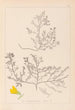 Herbier de la flore française Pl0215 - Louis Antoine Cusin — weergave van het kunstwerk