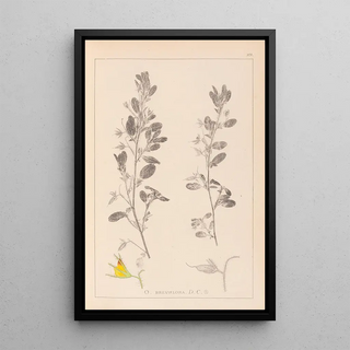 Louis Antoine Cusin - Herbier de la flore franaise Pl0217.webp