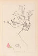 Herbier de la flore française Pl0219 - Louis Antoine Cusin — weergave van het kunstwerk