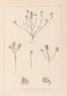 Herbier de la flore française Pl0221 - Louis Antoine Cusin — weergave van het kunstwerk