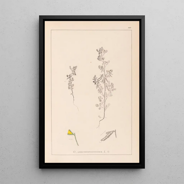 Louis Antoine Cusin - Herbier de la flore franaise Pl0222.webp