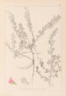 Herbier de la flore française Pl0223 - Louis Antoine Cusin — weergave van het kunstwerk