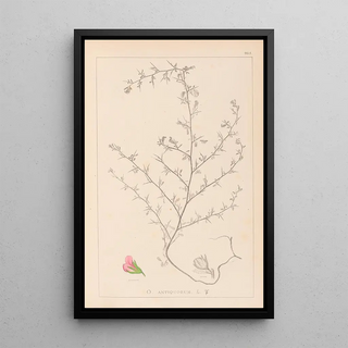 Louis Antoine Cusin - Herbier de la flore franaise Pl0224.webp