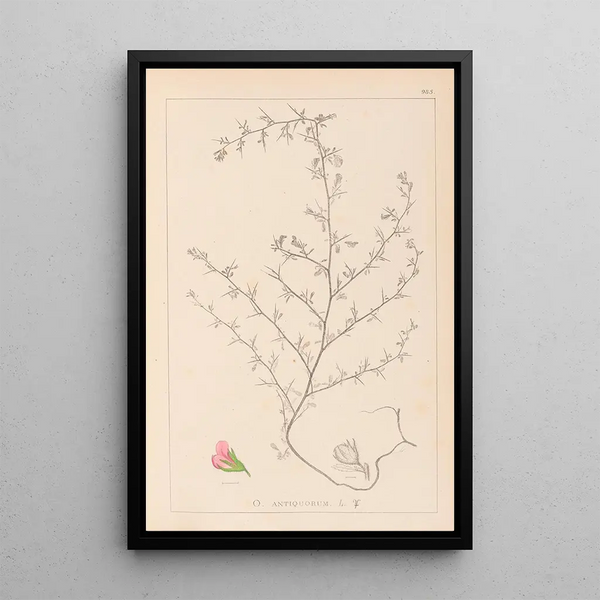 Louis Antoine Cusin - Herbier de la flore franaise Pl0224.webp