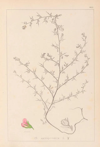Louis Antoine Cusin - Herbier de la flore franaise Pl0224.webp