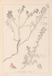 Herbier de la flore française Pl0225 - Louis Antoine Cusin — weergave van het kunstwerk