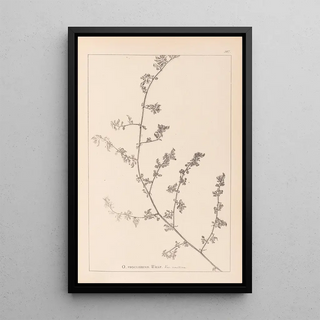 Louis Antoine Cusin - Herbier de la flore franaise Pl0226.webp