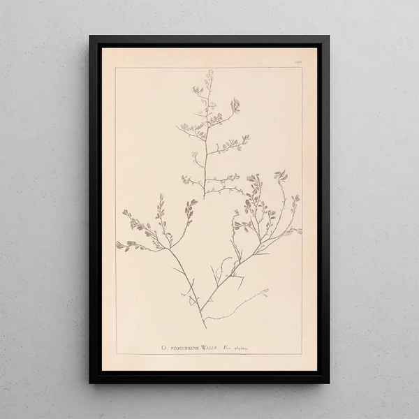 Louis Antoine Cusin - Herbier de la flore franaise Pl0227.webp