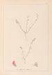 Herbier de la flore française Pl0228 - Louis Antoine Cusin — weergave van het kunstwerk