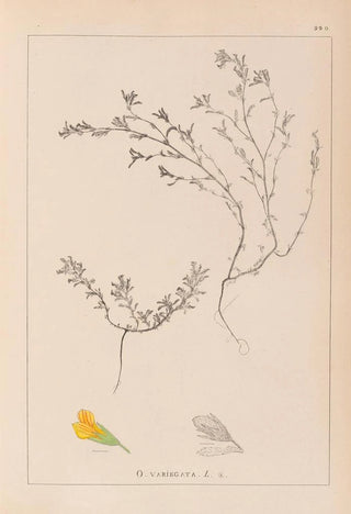 Louis Antoine Cusin - Herbier de la flore franaise Pl0229.webp
