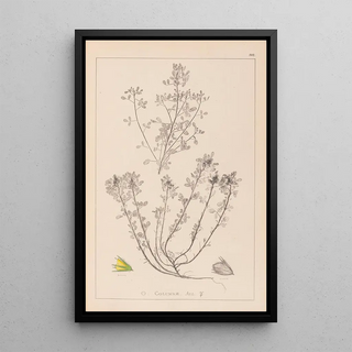 Louis Antoine Cusin - Herbier de la flore franaise Pl0231.webp