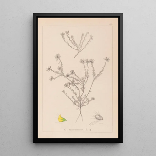 Louis Antoine Cusin - Herbier de la flore franaise Pl0232.webp
