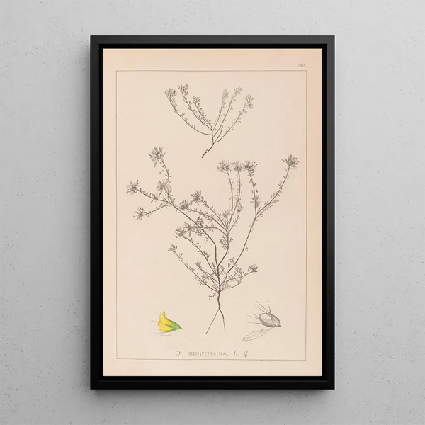 Louis Antoine Cusin - Herbier de la flore franaise Pl0232.webp