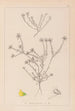 Herbier de la flore française Pl0232 - Louis Antoine Cusin — weergave van het kunstwerk