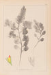 Herbier de la flore française Pl0234 - Louis Antoine Cusin — weergave van het kunstwerk