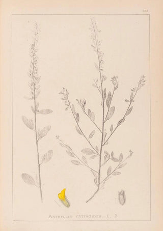 Louis Antoine Cusin - Herbier de la flore franaise Pl0235.webp