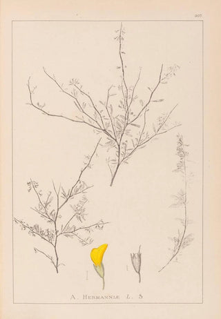 Louis Antoine Cusin - Herbier de la flore franaise Pl0236.webp