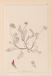 Herbier de la flore française Pl0238 - Louis Antoine Cusin — weergave van het kunstwerk