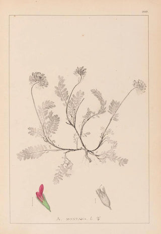 Louis Antoine Cusin - Herbier de la flore franaise Pl0238.webp