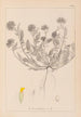 Herbier de la flore française Pl0239 - Louis Antoine Cusin — weergave van het kunstwerk